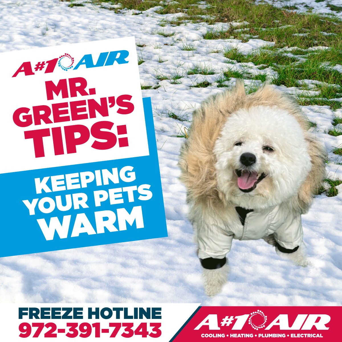 Warm dog in the snow during winter